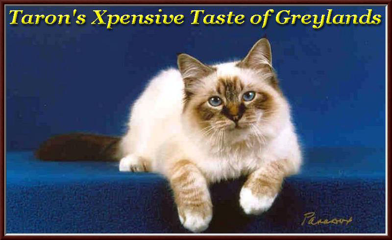 The Governing Counsel of the Cat Fancy - Birman Standard